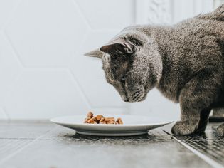 Cat eating wet food