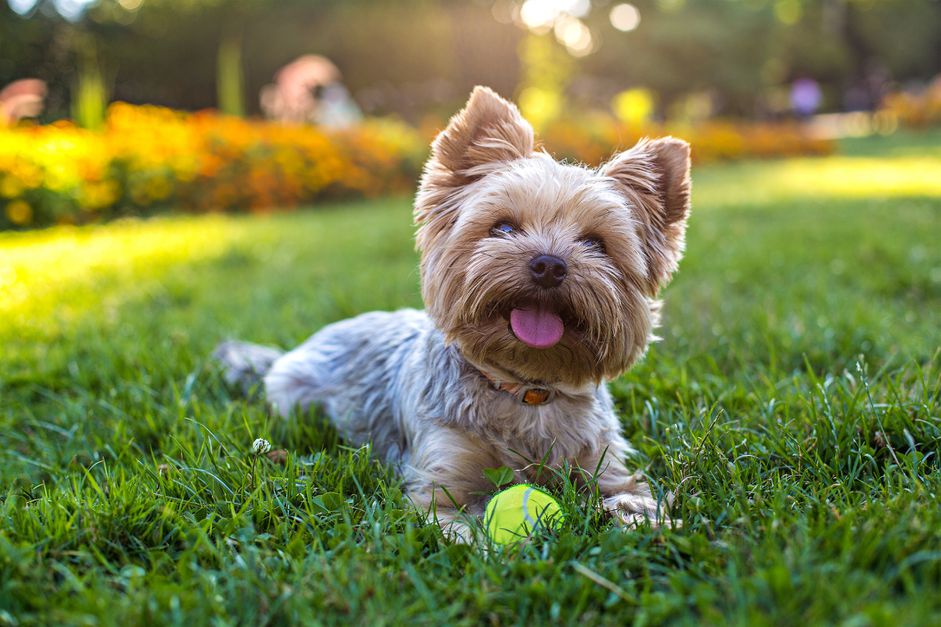 一只约克郡犬坐在草地上。