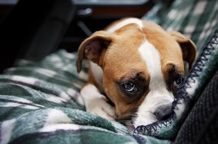 Boxer Puppy in Rear Seat of Car