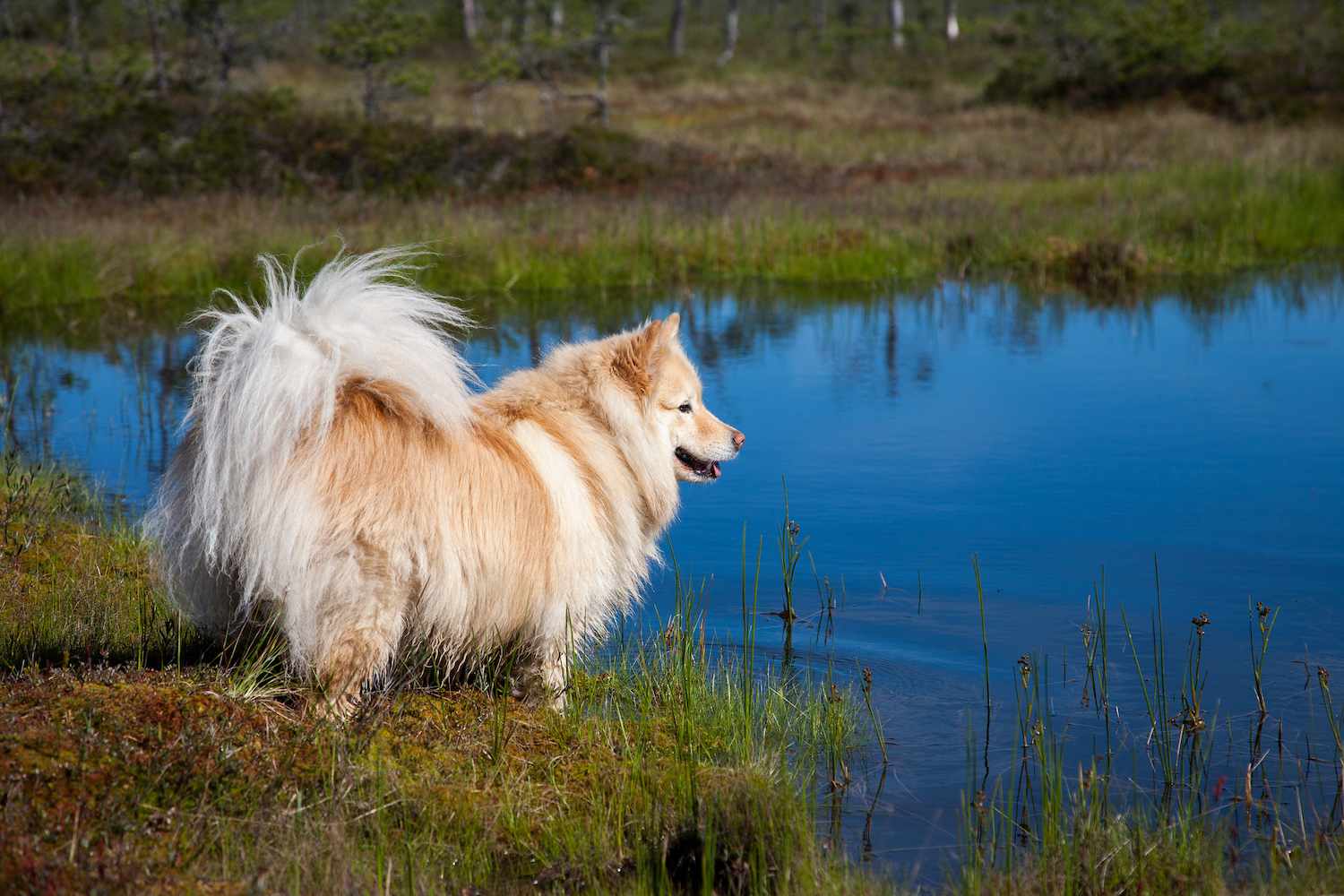 湖边的芬兰拉普德犬