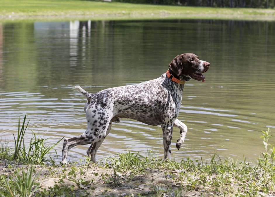 德国短毛猎犬指着海岸线