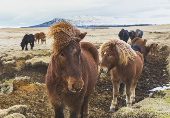 wild horses with mountains in background