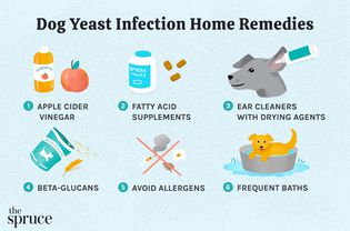 Dog Yeast Infection Home Remedies