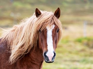 Icelandic Horse