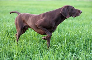 Chocolate brown colored German shorthair pointer dog pointing in green grass