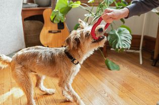 Small brown dog aggressively playing with red toy