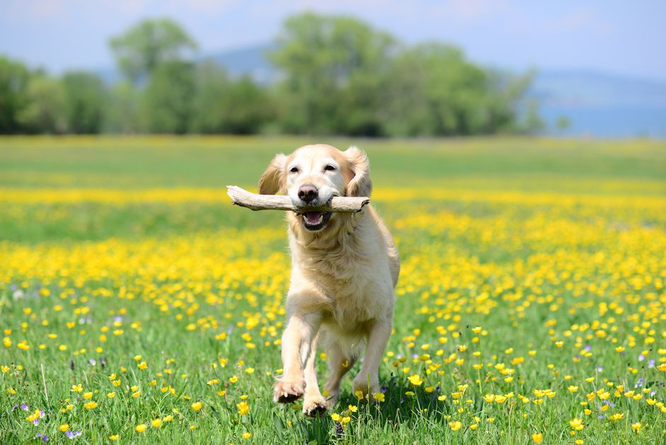 金毛猎犬在田野里奔跑