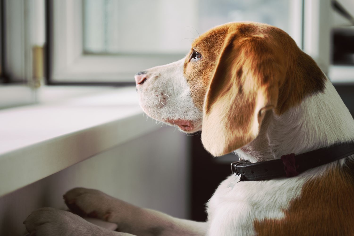 Beagle looking out a window.