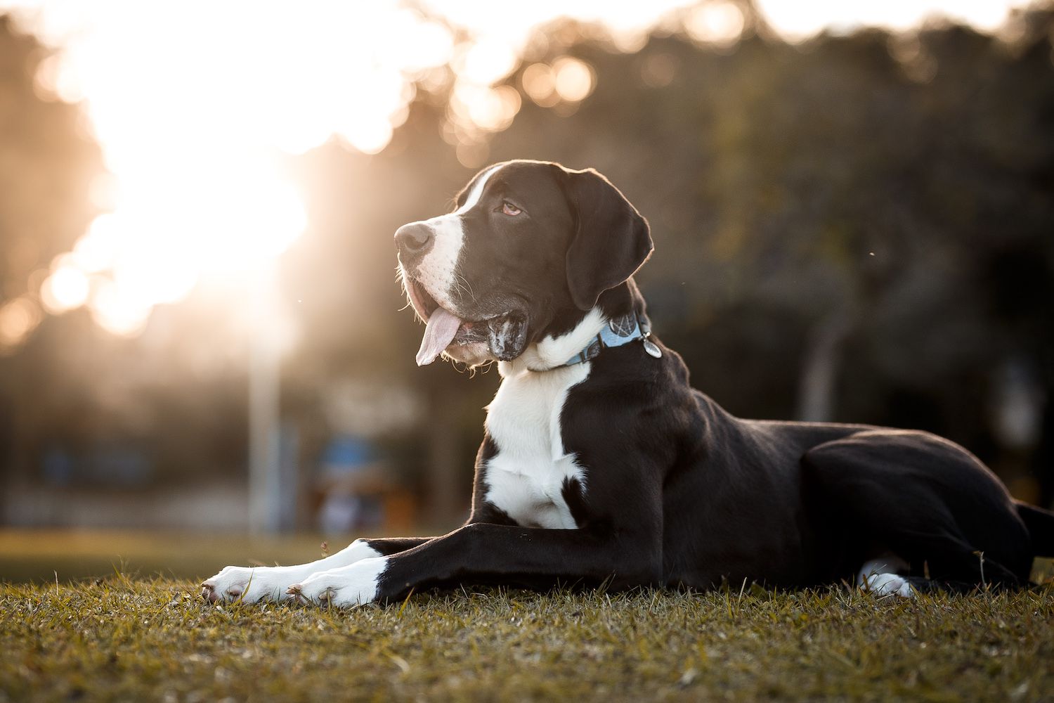 工作犬品种组-大丹犬