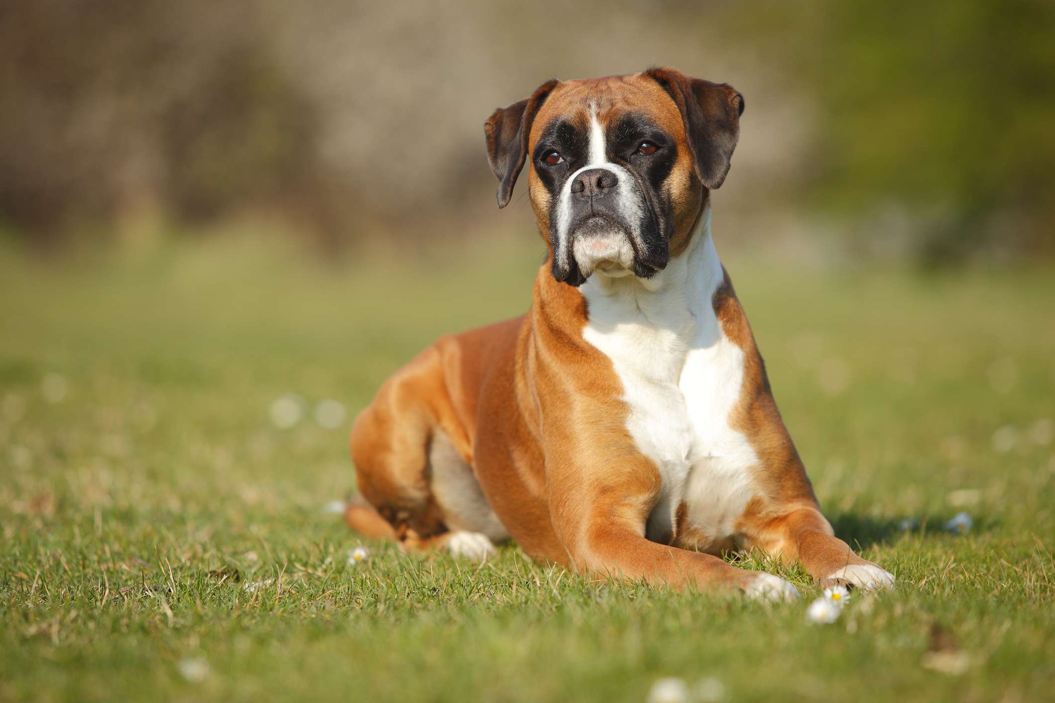 一只拳师犬躺在草地上望着远方