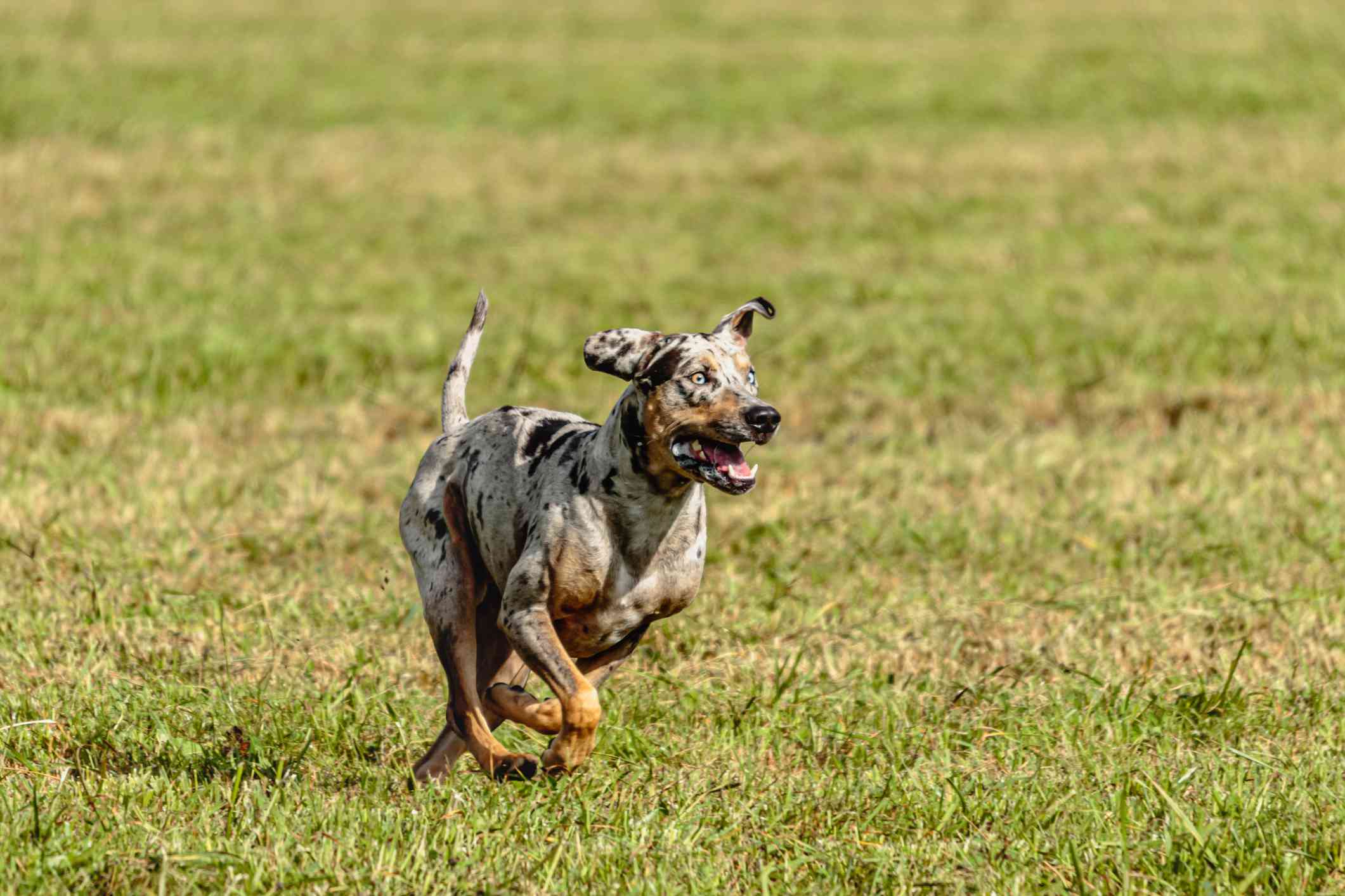 卡塔胡拉豹犬全速冲刺