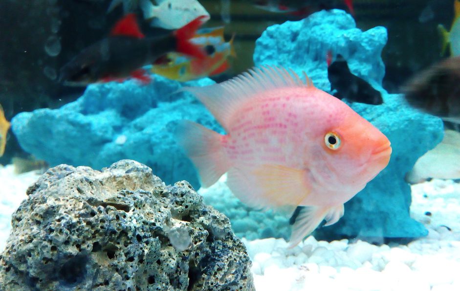 在水族馆里游泳