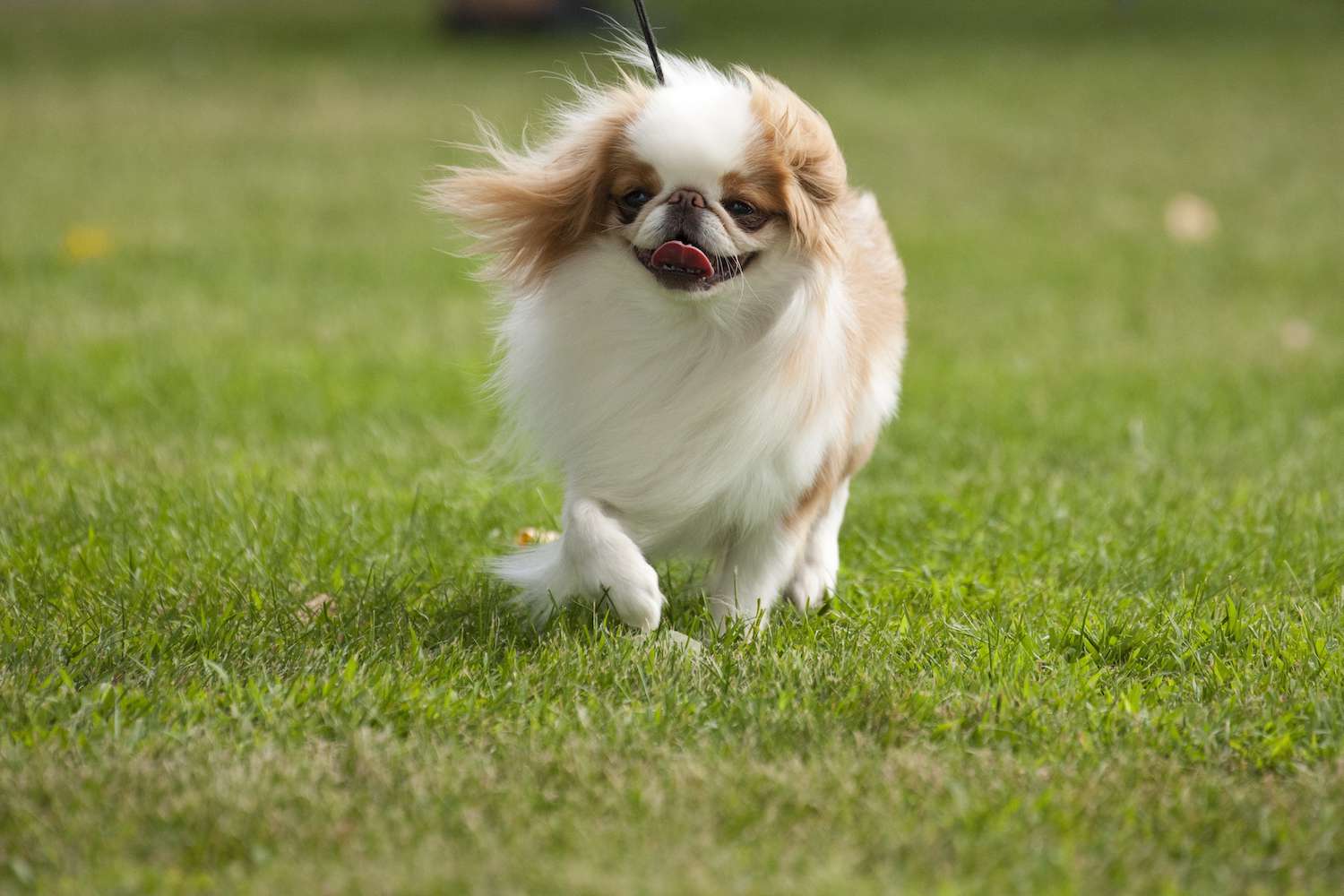 日本犬