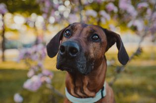 外面的罗得西亚山脊犬越过摄像机。