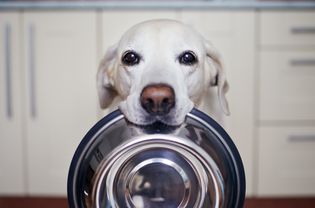 sustainable dog foods