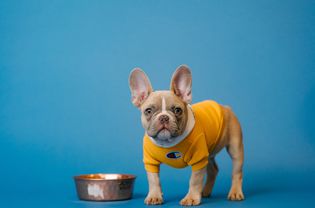 A brown French Bulldog and metal dog bowl on a blue background