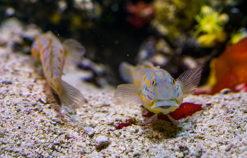 水族馆里的虾虎鱼