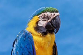 Blue and Gold Macaw