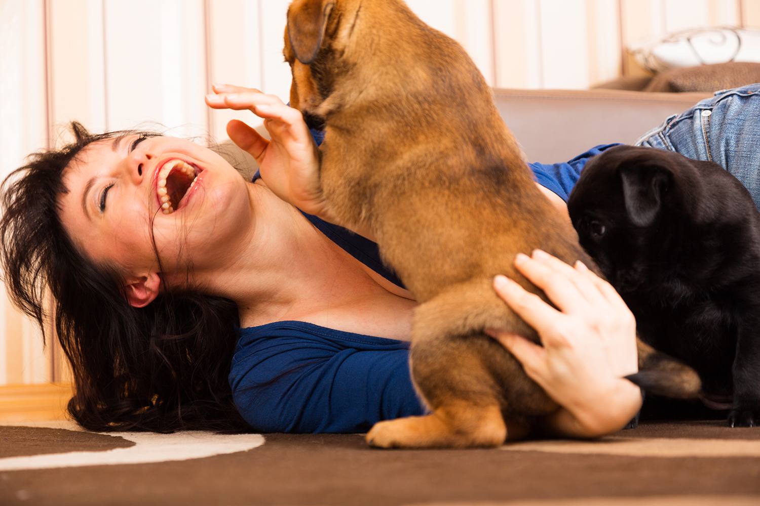 Young Woman Playing With Puppies At Home