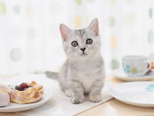 猫咪咖啡馆桌子上的小猫