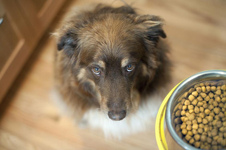 狗狗抬头看着食物碗