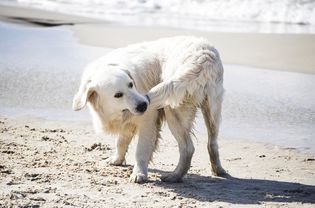 一个猎捕的尾巴