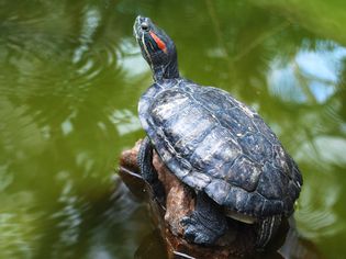 A red-eared slider turtle