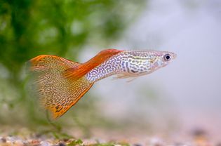 Guppy fish with orange fins swimming in tank