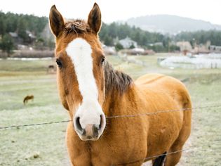 Brown and white gelding horse behind wired fence