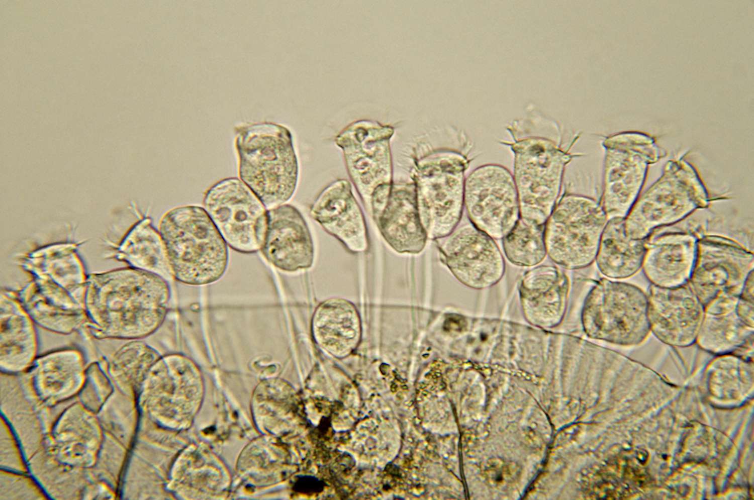 vorticella种的显微照片