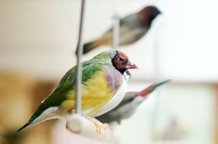 Finch on swing perch