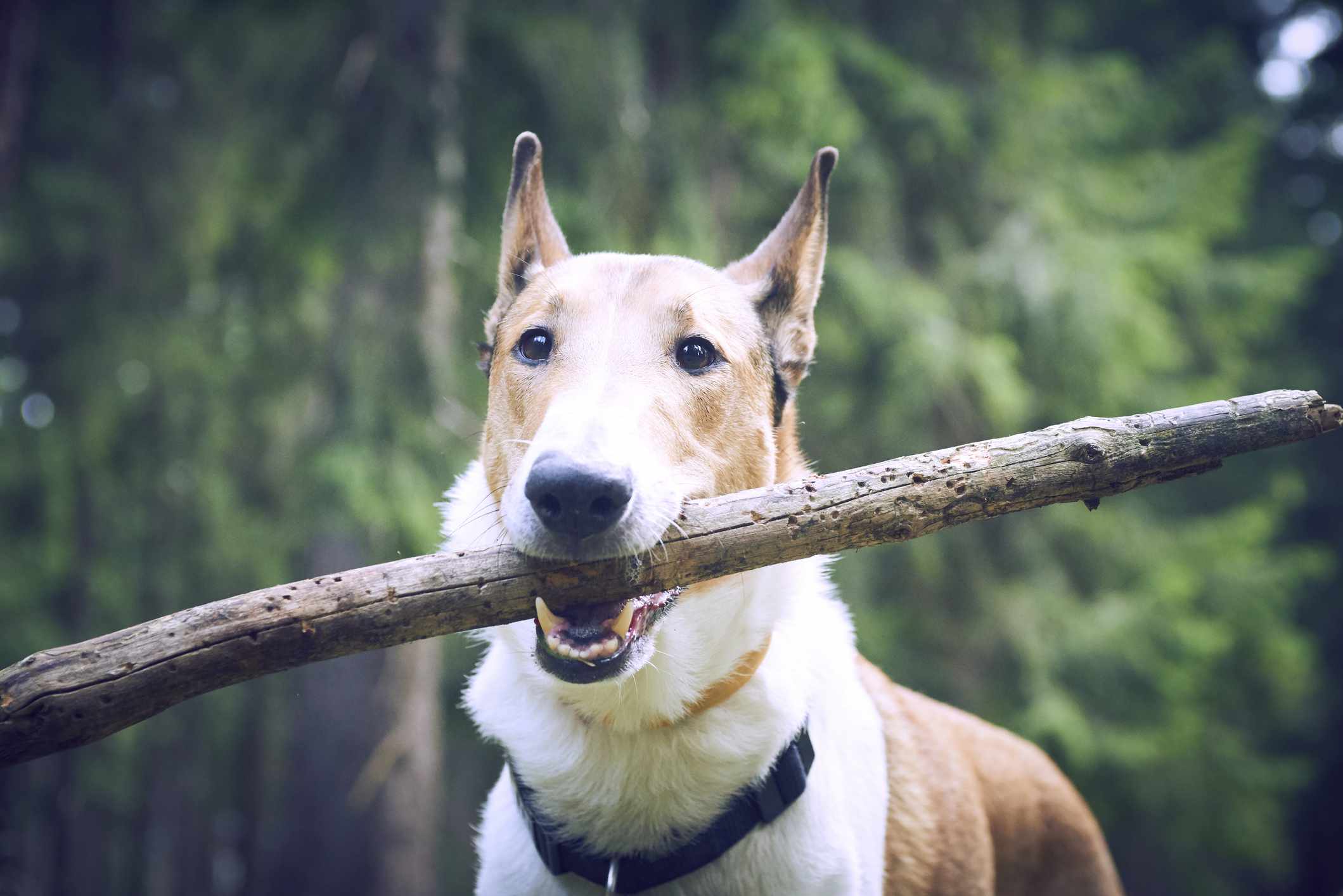 光滑的牧羊犬，嘴里含着棍子