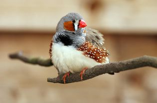 Zebra Finch