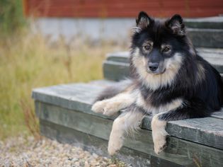 芬兰拉普兰犬躺在木台阶上