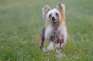 雌性纯种中国冠毛犬