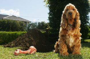 带着骨头的可卡犬坐在一个大挖洞旁边