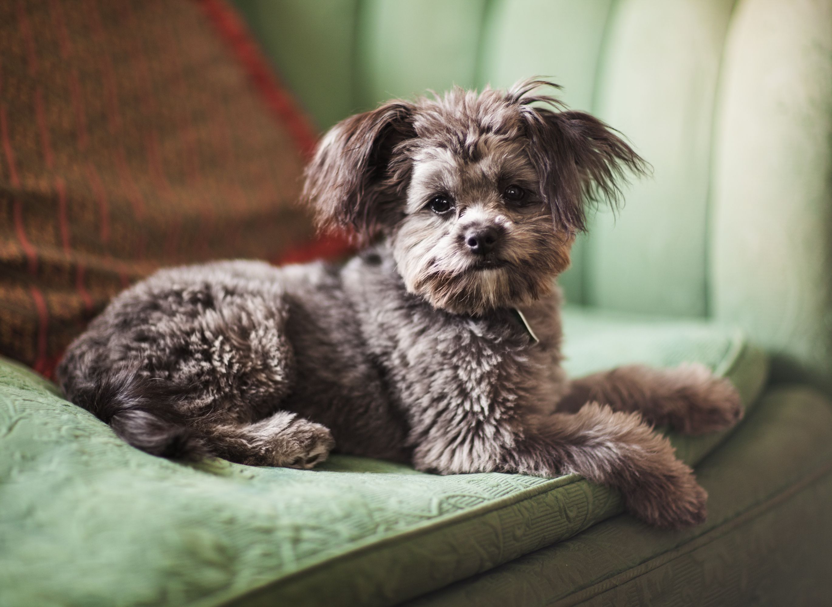 Yorkiepoo lying on a couch.