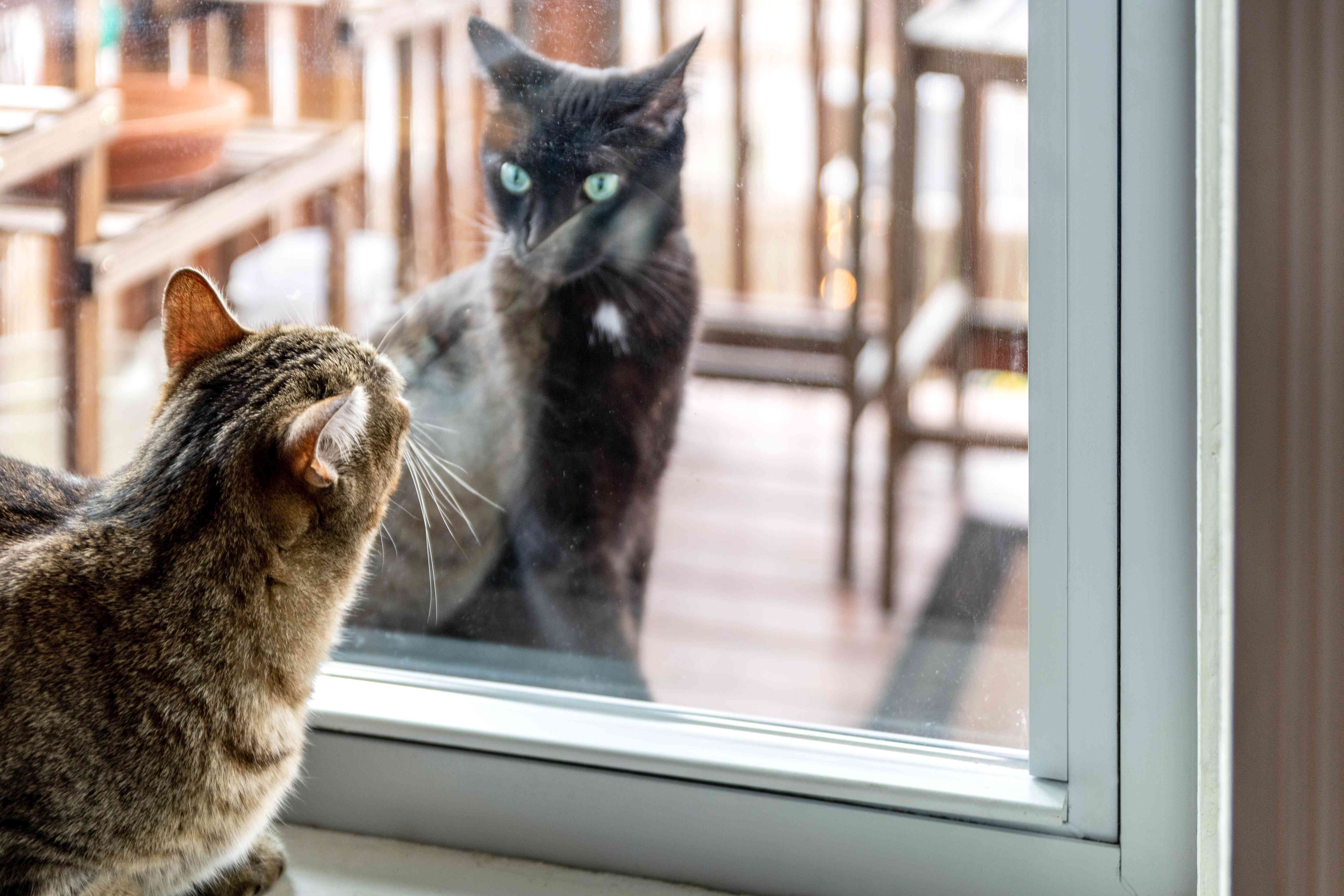 奇怪的猫在玻璃推拉门外棕色的猫前面