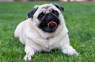 Cream-colored pug laying on grass with tongue out