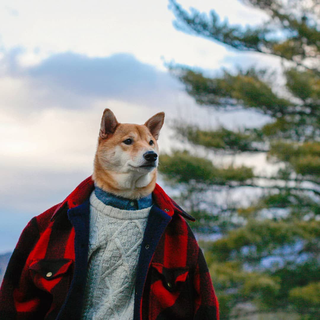 一只穿着法兰绒衬衫和毛衣的柴犬在树前摆姿势。