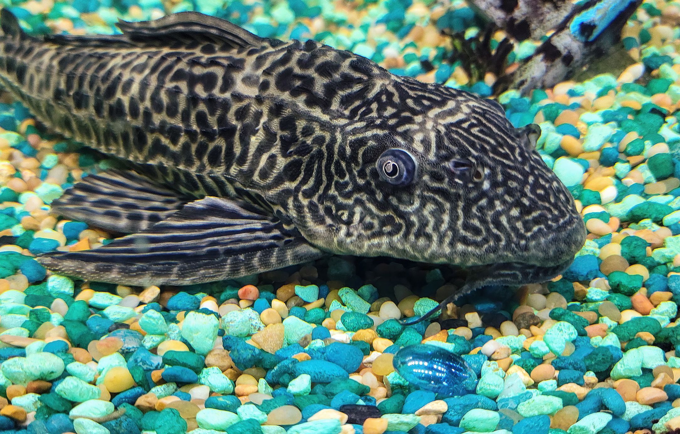 Suckermouth catfish on gravel aquarium bottom