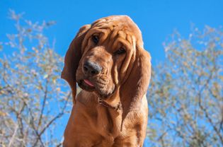 户外的警犬。