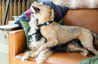 Two dogs playing aggressively on a brown leather couch