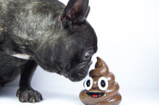 French Bulldog sniffing 3D poop emoji.