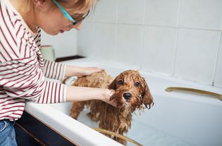 Woman washing her dog