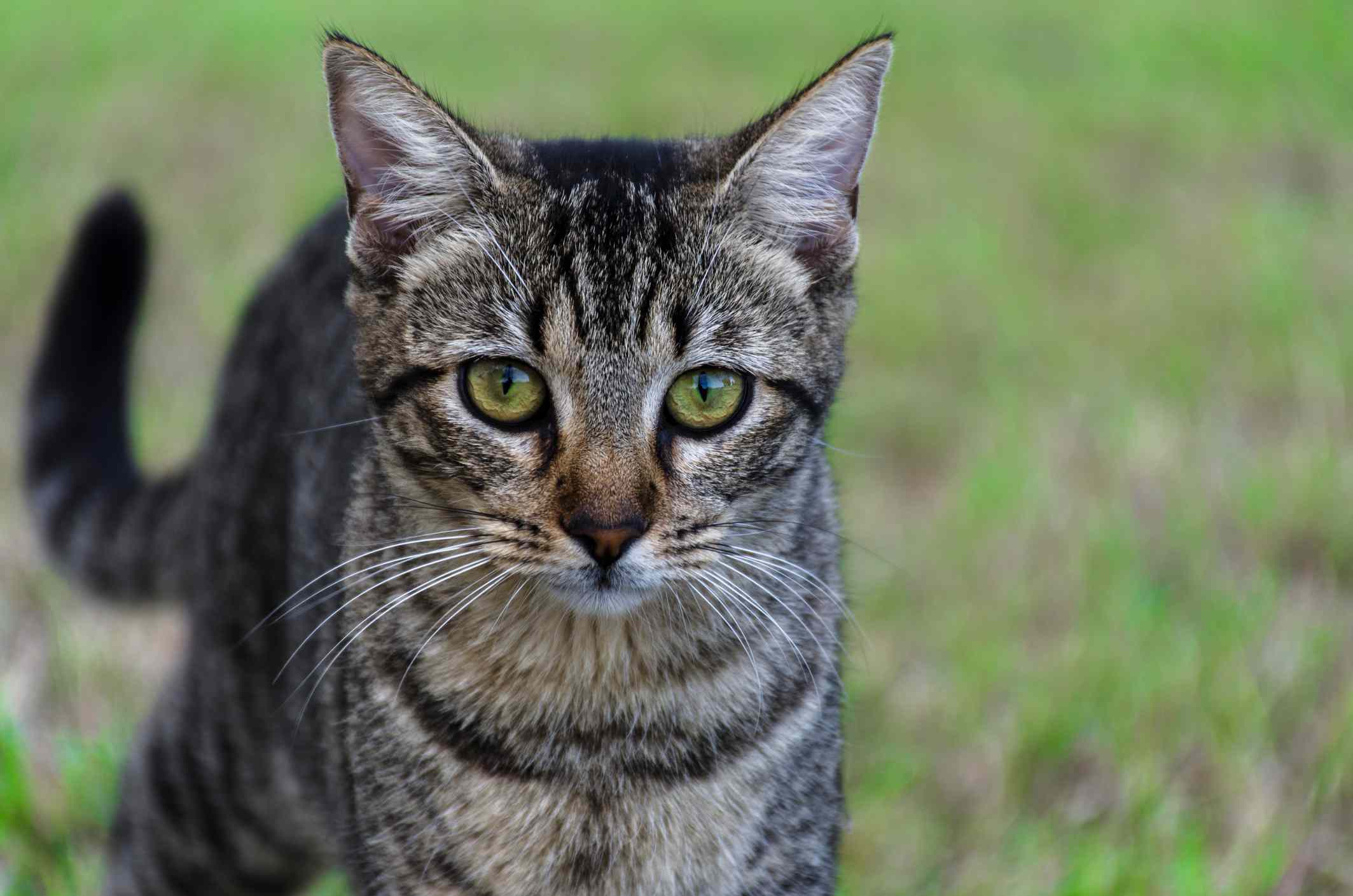 一只龙里猫在户外。