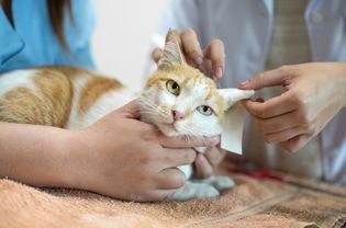 Midsection Of Vets Examining Injured Cat At Hospital