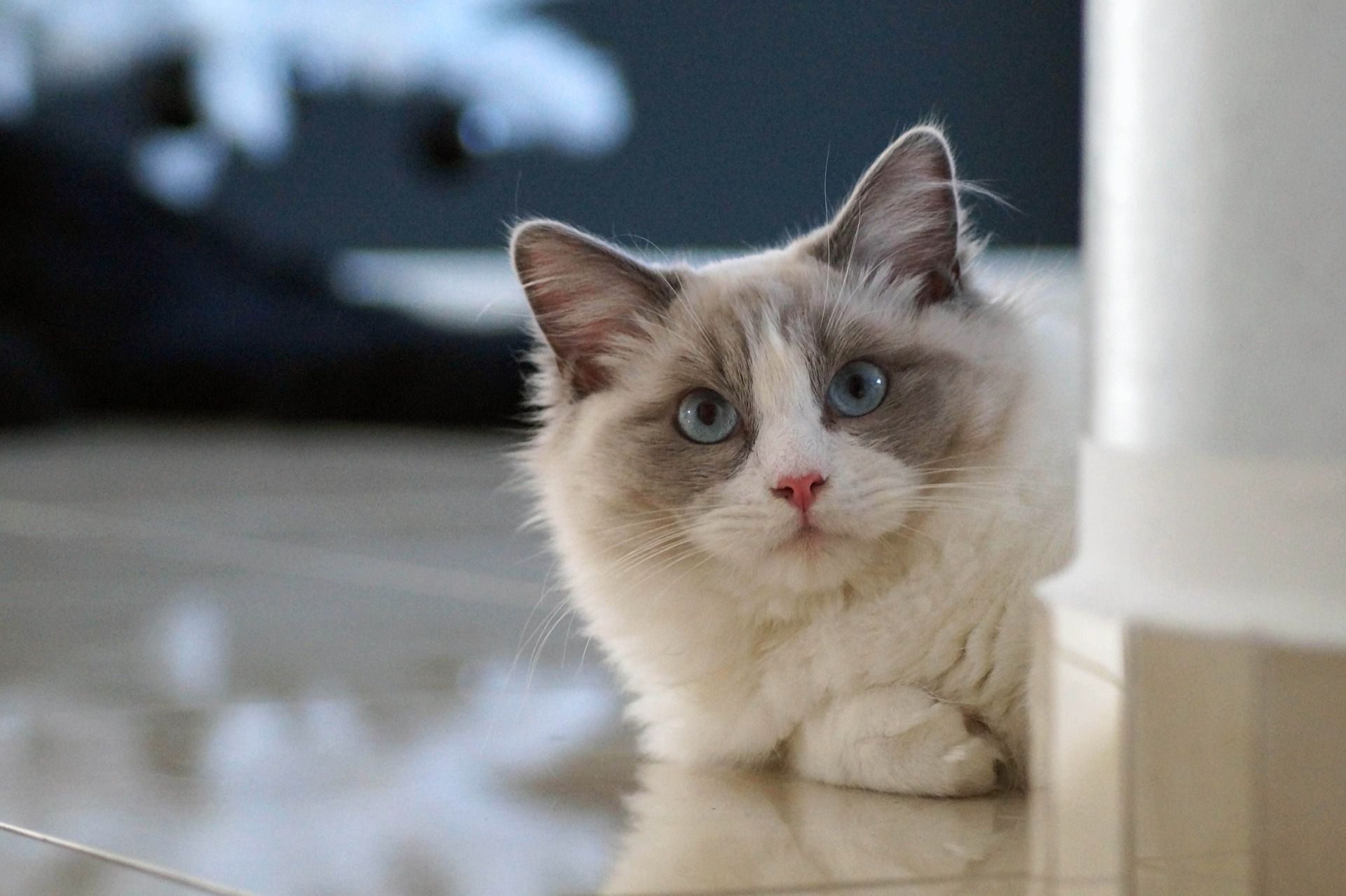 A ragdoll cat peeking around a corner