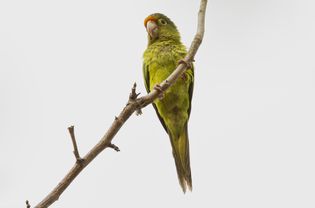 Half Moon Conure perched on a branch.