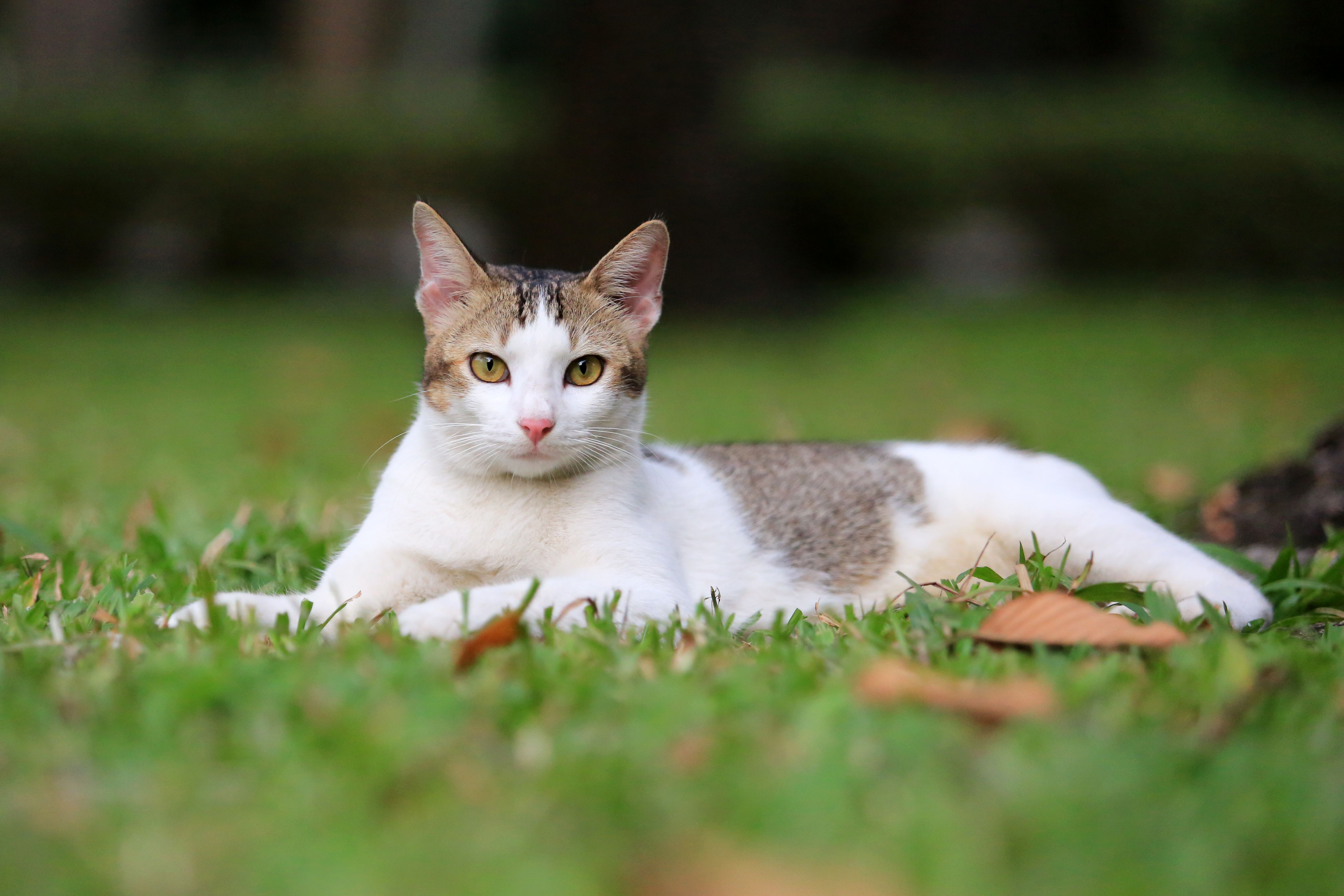 一岁大的猫躺在公园里